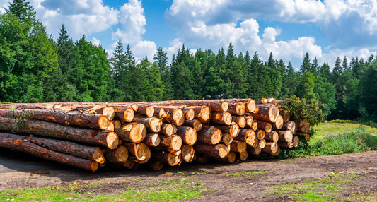 Grumes de bois hêtre - camion complet de 40m3