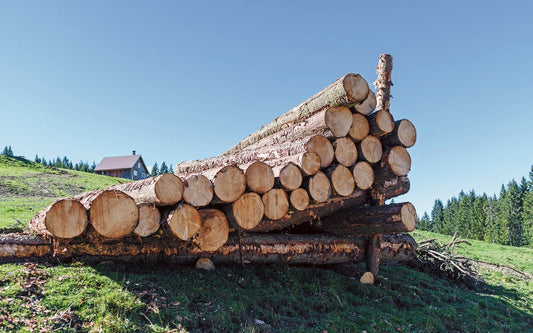 Grume de bois Bouleau - demi camion de 60m3